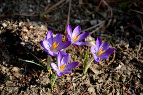 small flowers in a purple tonne