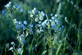 Chamomile Flower Plant
