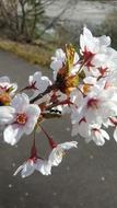 Cherry Blossoms Flower Ma 蟻 櫻