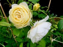 Rose Yellow White