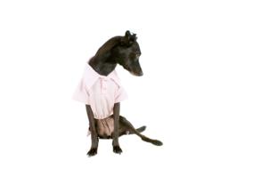 dog black dog pet pet clothes mutt