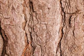 Wood Texture Nature