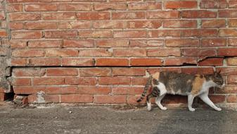 Cat Brick Walls