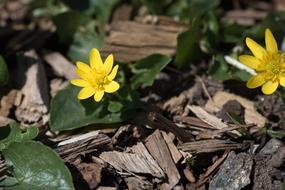 Celandine Yellow Nature