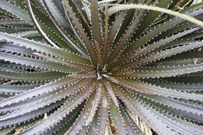 Cacti Cactus Tequila