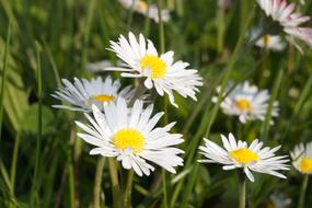 fragrant daisies in the grass
