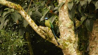 The tree in Nature Landscapes