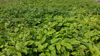 Green Leaves Bush Texture