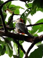 Cuba Bird Woodpecker