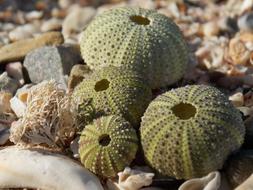 Shells Coral Green