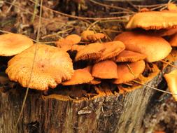 Mushrooms Wood Nature