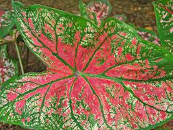 Close-up of the beautiful, red and green leaves of different shades