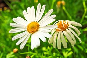 Meadows Margerite Marguerite