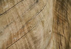 Abstract Brown Tree texture
