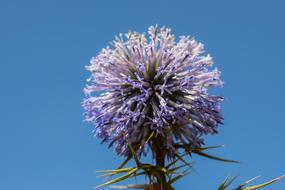 Thistle Inflorescence Flower