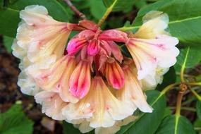 Spring Blossom Bloom Full