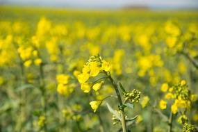 Oilseed Rape macro blur