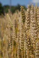 Wheat Crop Agriculture
