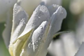 white flower in water droplets