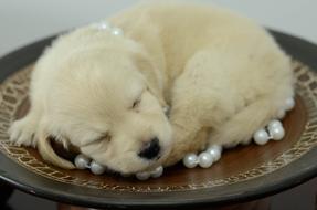 Sleeping puppy in beads