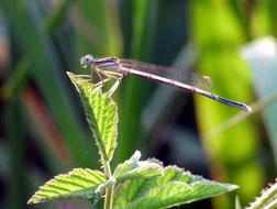 Demoiselle Dragonfly Nature