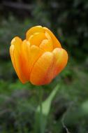 Tulip Flower Orange Spring