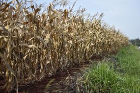 old cornfield