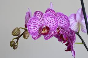Orchid Lila Flower