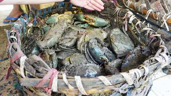 Crab catch in a basket