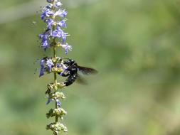Drone Black Xylocopa