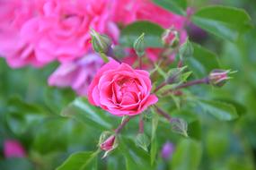 Rose Bud Rosebush Pink