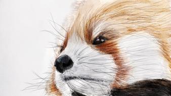 Illustration Red Panda The Zoo