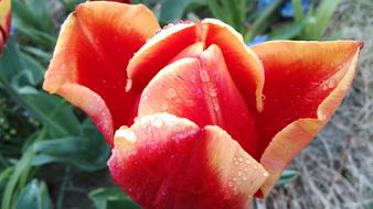 closed tulip