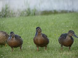 Ducks Mother Young
