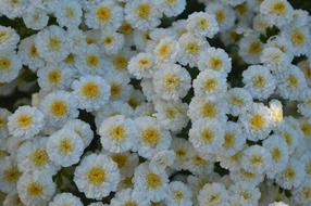 Garden Flower Summer White