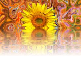 sunflower late summer flora