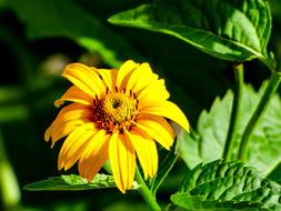 Flower Summer Yellow