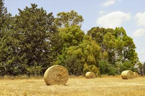 Hay Bales Field