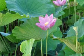 Lotus bud open