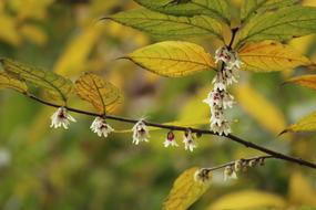 green leaves and flowers in forest