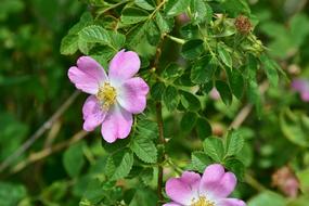 tiny tiny flowers in the leaves