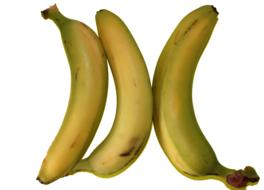 Three ripe bananas on a white background