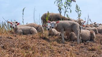 Shaven sheep in the meadow funny