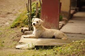 Landscapes Nature Fauna