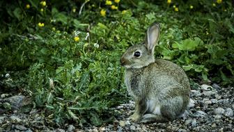wild hare in the garden