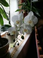 white Orchid flowers at Home