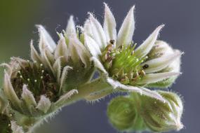 white prickly flower