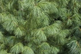 Tree Conifer Needle