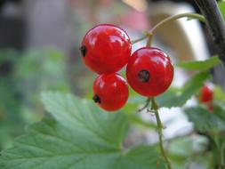 Currant Plant Red