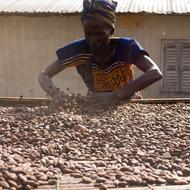 girl goes through coffee beans
